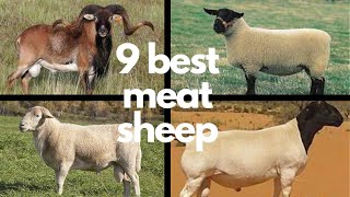 The 9 Best Sheep Breeds for Meat [upl. by Johan761]