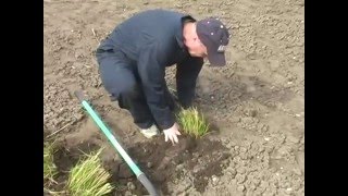 How to Divide Ornamental Grasses [upl. by Llenoil]