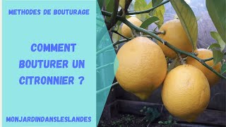 Comment bouturer un citronnier   Monjardindansleslandes [upl. by Kessler]