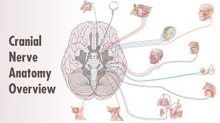 Cranial Nerve Overview amp Ventral Anatomy  MEDZCOOL [upl. by Dewayne]