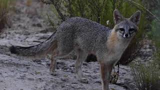 Gray fox and vocalizations [upl. by Neffets715]