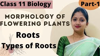 Morphology Of Flowering Plants  Roots Class 11 Biology  Part1 [upl. by Vick]