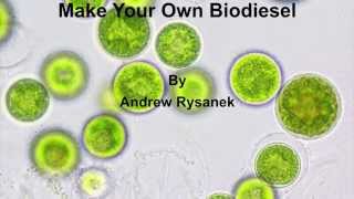 Make Your Own Algal Biodiesel [upl. by Hess540]