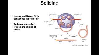 RNA Processing [upl. by Izy]