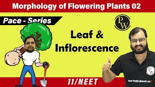 Morphology of Flowering Plants 02  Leaf amp Inflorescence  Class 11  Pace Series  NEET [upl. by Llatsyrk86]