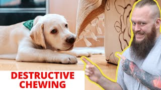 How To Stop Destructive Chewing In Dogs And Puppies [upl. by Ierdna]