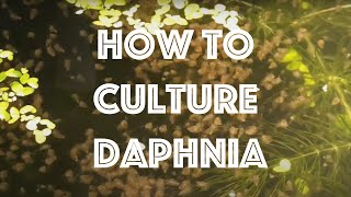 How To Culture Daphnia Magna [upl. by Hatfield]