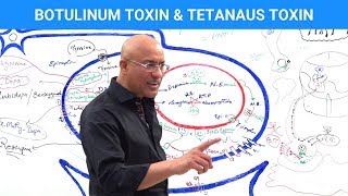 Botulinum Toxin amp Tetanus Toxin Mechanism [upl. by Bastian]