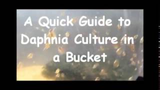 How to culture daphnia outside [upl. by Ainezey299]