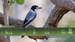 Grey Butcherbird Calls amp Song [upl. by Marozas]