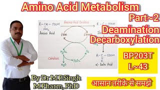 Deamination amp Decarboxylation  Amino Acid Metabolism  Biochemistry  BP203T  L43 [upl. by Assiralk]