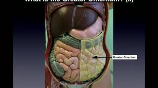 Anatomy  Major Organs amp Abdominopelvic QuadrantsRegions [upl. by Ahseki]