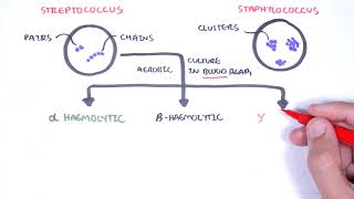 Microbiology  Streptococcus species [upl. by Florenza12]