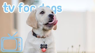 8 HOURS of DOG TV Fun and Entertaining TV for Dogs NEW 2019 [upl. by Aronas]