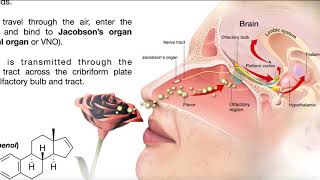 The Vomeronasal Organ Pheromones amp Mating Behavior [upl. by Schild]