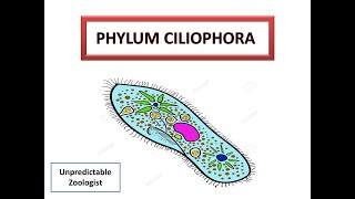 Phylum CiliophoraProtozoa [upl. by Uno]