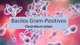 Microbiologia Médica Clostridium tetani  Bacilos Gram Positivos [upl. by Carew874]