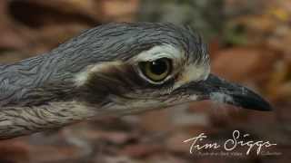 Bush Stone Curlew  Burhinus grallarius  HD Video Clip 1 Australian Bird Media [upl. by Libys]