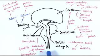 A2 Biology  The brain OCR A Chapter 137 [upl. by Mun43]