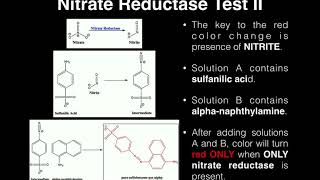 Microbiology  Nitrate Broth Nitrate Reduction Test [upl. by Nawd]