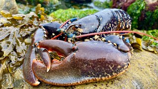 Coastal Foraging Rockpooling and Underwater Diving  Lobster Crab and Bass  Beach Cookup [upl. by Beret]