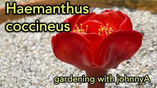 Haemanthus coccineus Blood Lily or Paintbrush Lily  Care and Growing Conditions [upl. by Plafker]