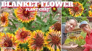 Blanket Flower Care  Gaillardia Plant Chat [upl. by Nurav]