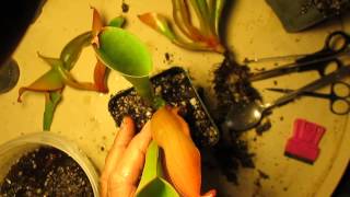 How I Divide Heliamphora [upl. by Gearhart]