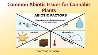 Common Abiotic Issues for Cannabis Plants [upl. by Odraude]