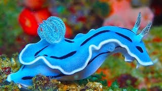 19 INCREDIBLY Colorful Sea Creatures [upl. by Orlan]