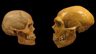 Homo Sapiens vs Neanderthals  The Evolution of Language [upl. by Yngad896]