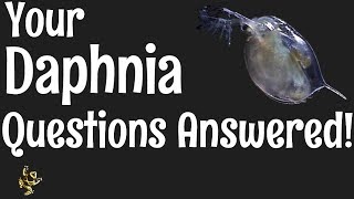 Daphnia Questions Answered [upl. by Shaum]