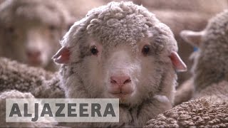 Sheep farming making a comeback in Australia [upl. by Lleynod]