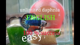 daphnia moina culture Easy way Unlimited production English  with sub Green water Chlorella [upl. by Lewej]