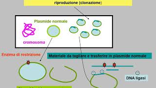 scambioconiugazione trasduzione trasformazione [upl. by Gertrude230]