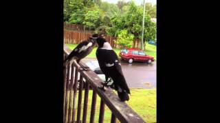 Australian magpies  singing and begging [upl. by Navarro203]