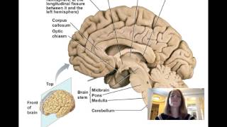 Lecture11 Central Nervous System [upl. by Annaej275]