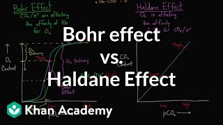 Bohr effect vs Haldane effect  Human anatomy and physiology  Health amp Medicine  Khan Academy [upl. by Benoit482]