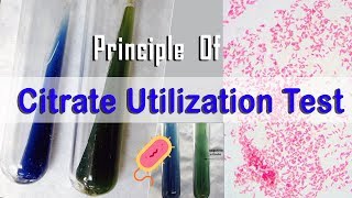 Principle Of Citrate Utilization Test [upl. by Melitta]