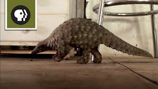 Abused Baby Pangolin Gets a New Home [upl. by Ela]