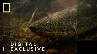 The African Lungfish  National Geographic UK [upl. by Leamse]