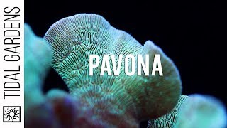 Pavona The Perfect Beginner SPS Coral Overview and Care Tips [upl. by Hercules]