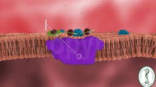 METABOLISMO DEL HIERRO [upl. by Shevlo872]