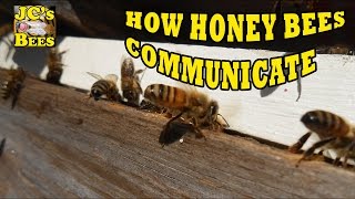 How Honey Bees Communicate Part 1 Pheromones [upl. by Dorcy934]