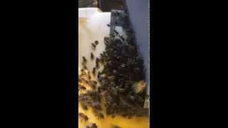 Honeybees using pheromones to attract the swarm [upl. by Margarette]