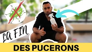 PLUS de pucerons avec cette astuce écolo [upl. by Aneis]