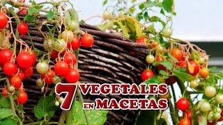 7 Vegetales Perfectos para Sembrar en Macetas [upl. by Ikey]