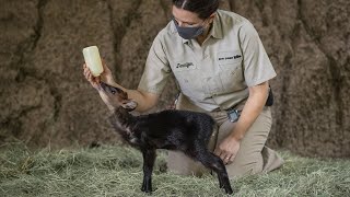 Baby Duiker Debuts at the San Diego Zoo [upl. by Anthea]