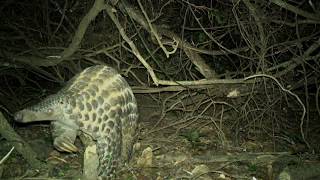 Giant pangolins Chester Zoo study to protect rare scaly mammals [upl. by Piefer118]