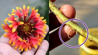 Grow Gaillardia from Cuttings in Water No Seeds Needed [upl. by Hufnagel]